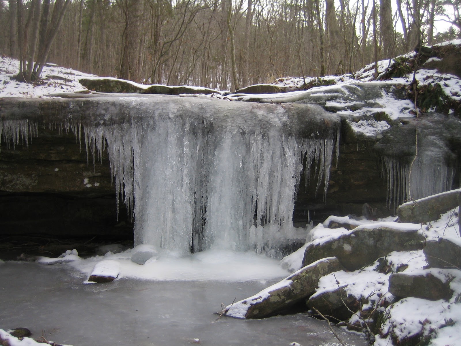 Hawn in Winter